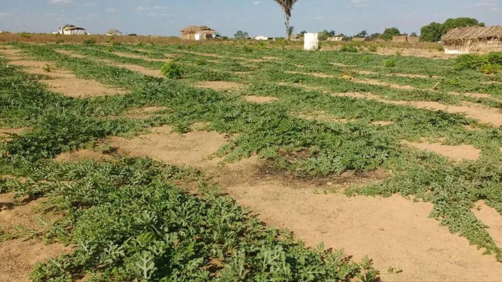 Conflitos no campo foram recorde em 2023, mas área em