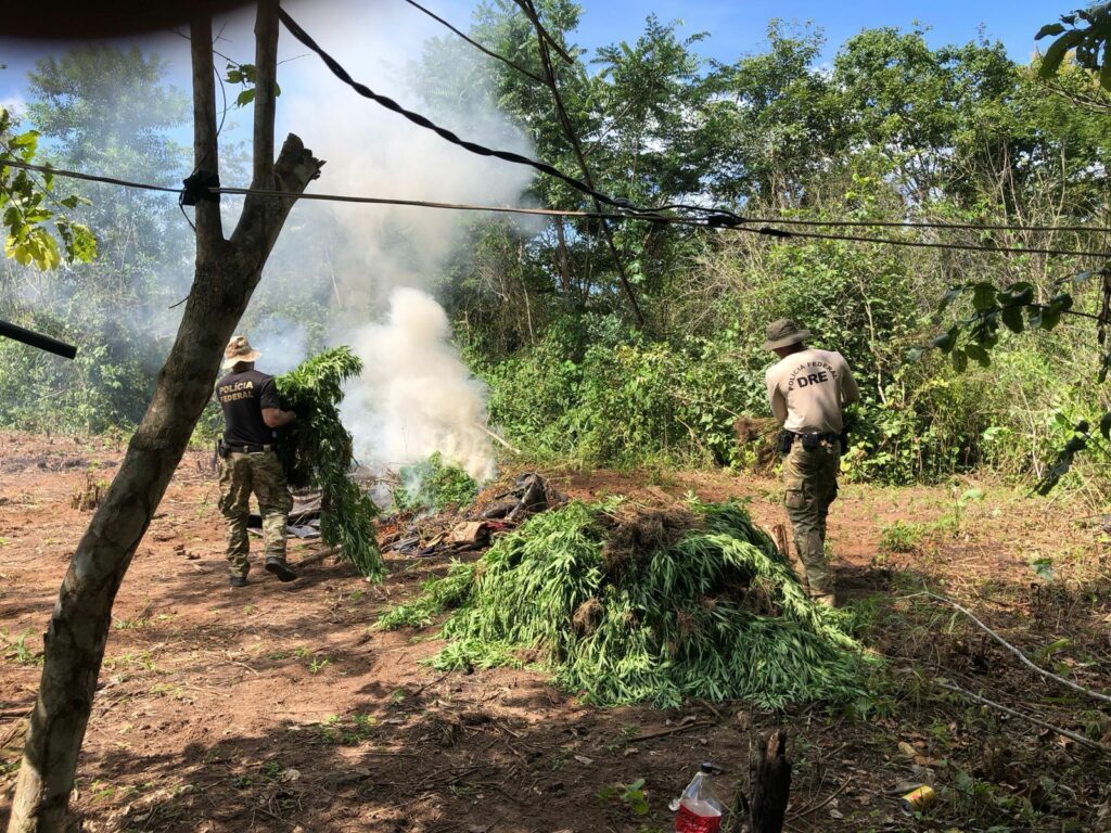 PF destrói 7 mil pés de maconha em operação contra