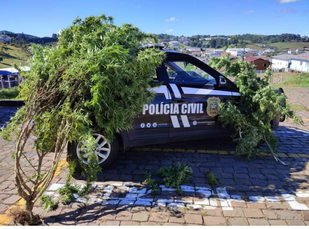 Pé de maconha de aproximadamente 15 kg é apreendido em