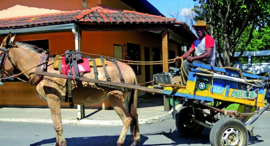 Vereadora propõe capacitação e alternativas de renda aos carroceiros de