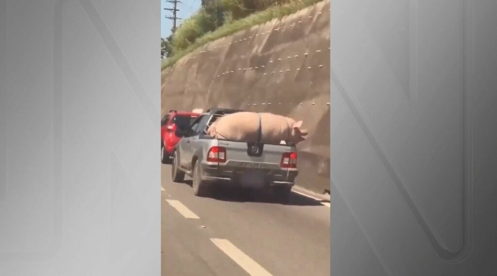 Vídeo de porco e cabrito transportados em caminhonete em rodovia