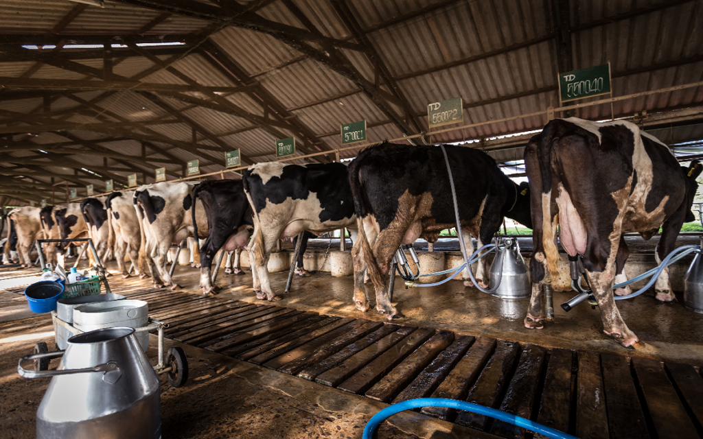 Americanos estão pedindo leite de vaca contaminado com gripe aviária