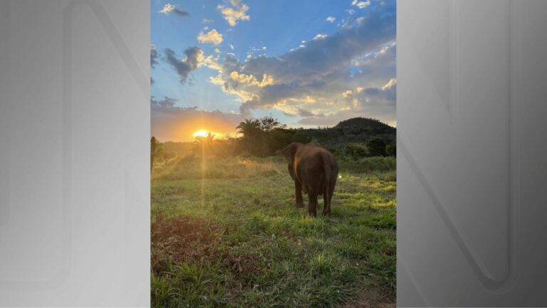 Aos 52 anos, elefanta Lady morre por eutanásia em santuário