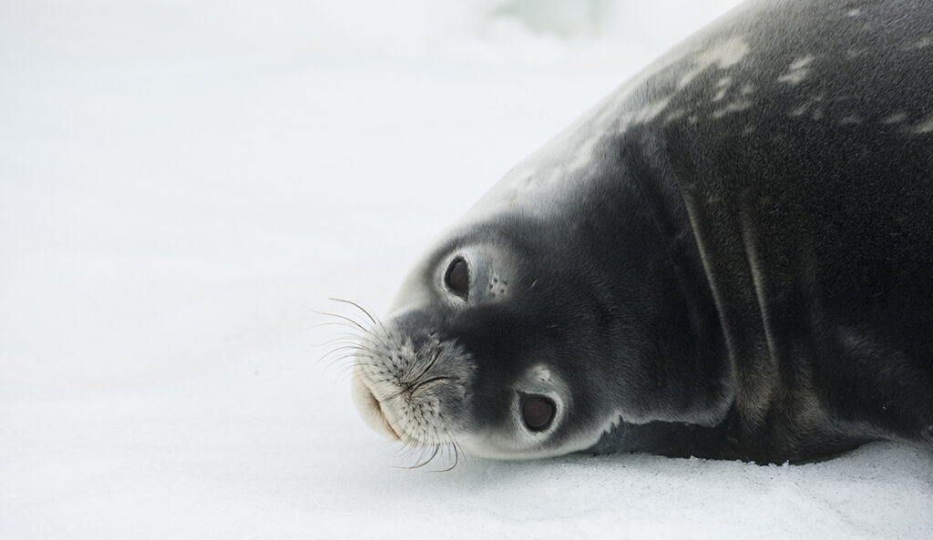 Buraco na camada de ozônio coloca vida selvagem antártica em