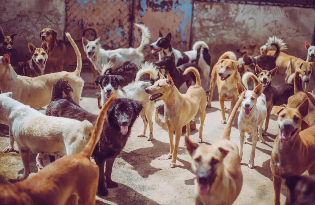 Cachorros serviram de comida para primeiros colonizadores da América do