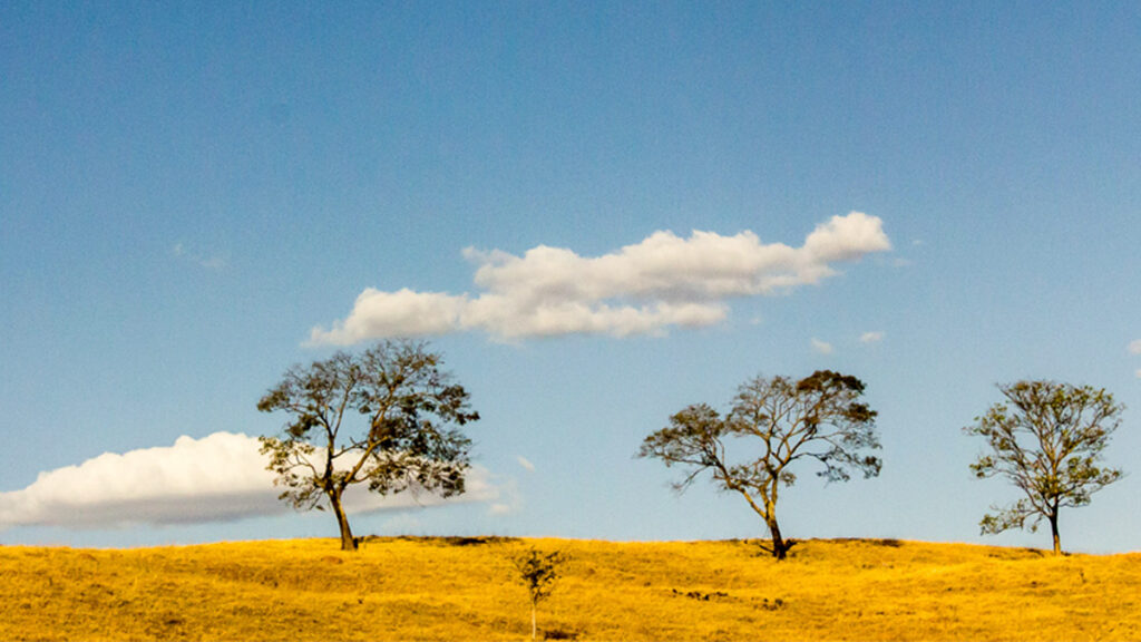 Cerrado é o bioma mais devastado do Brasil, diz relatório