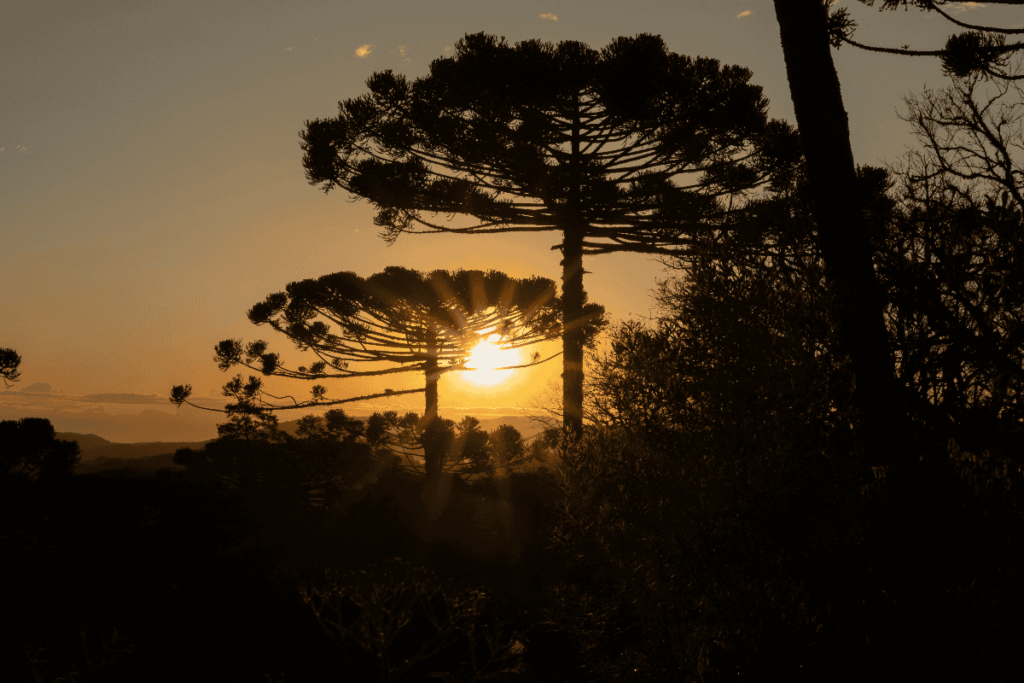 Como humanos e o clima alteraram distribuição de importante árvore