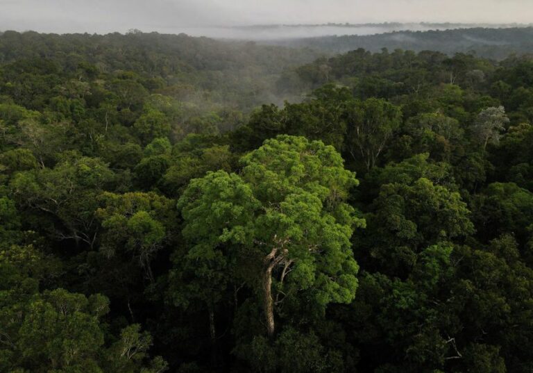 Contaminação por mercúrio na região amazônica será analisada por universidades