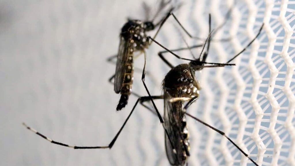 Dengue: drones monitoram criadouros do Aedes aegypti em São Paulo