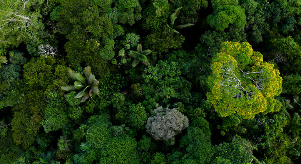 Desmatamento na Floresta Amazônica cai para menor nível em cinco