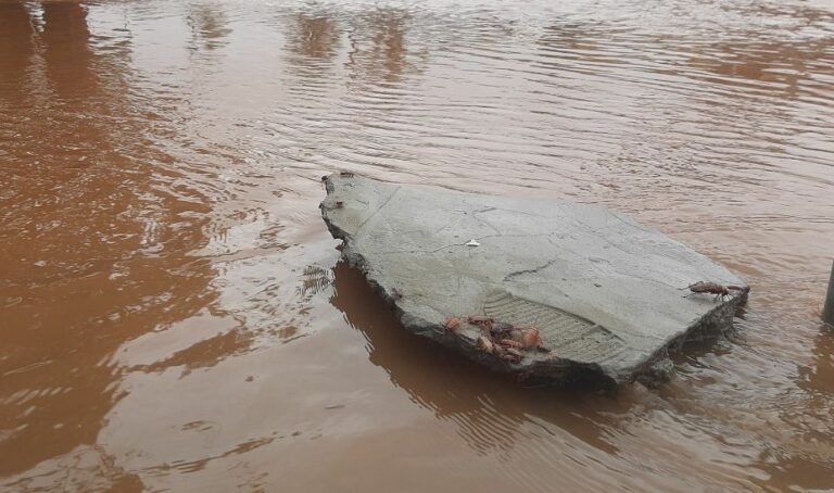 Em Porto Alegre, baratas invadem ruas do centro após cheia