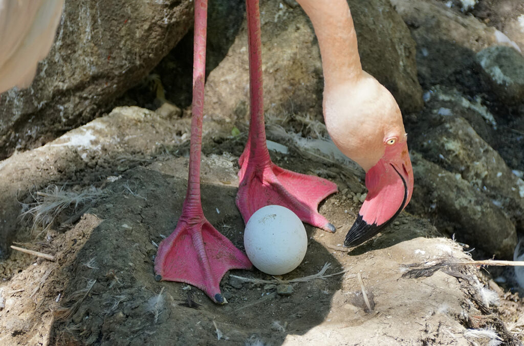 Fêmea de flamingo rejeitada põe primeiro ovo aos 70 anos