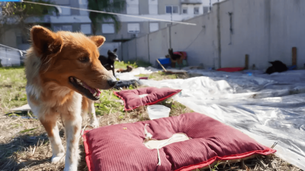 IA ajuda tutores a encontrar animais desaparecidos após enchentes no