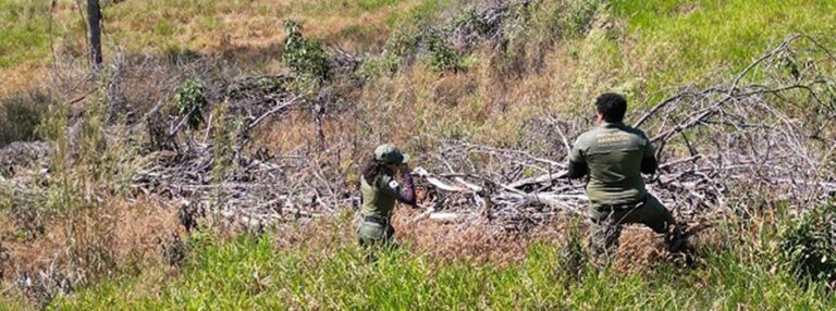 Operação de combate ao desmatamento em Minas Gerais resulta em