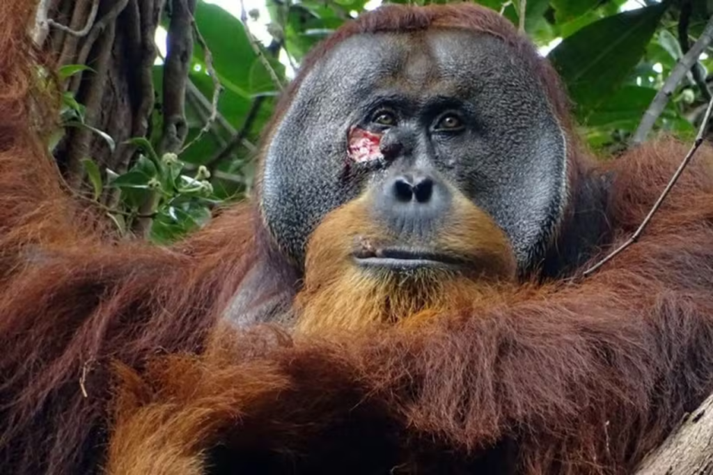 Orangotango trata ferida com planta medicinal e impressiona cientistas