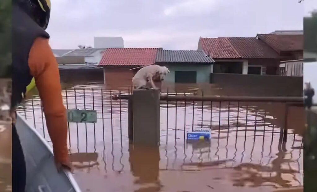 Pelo menos 3,5 mil animais ilhados pela chuva foram resgatados