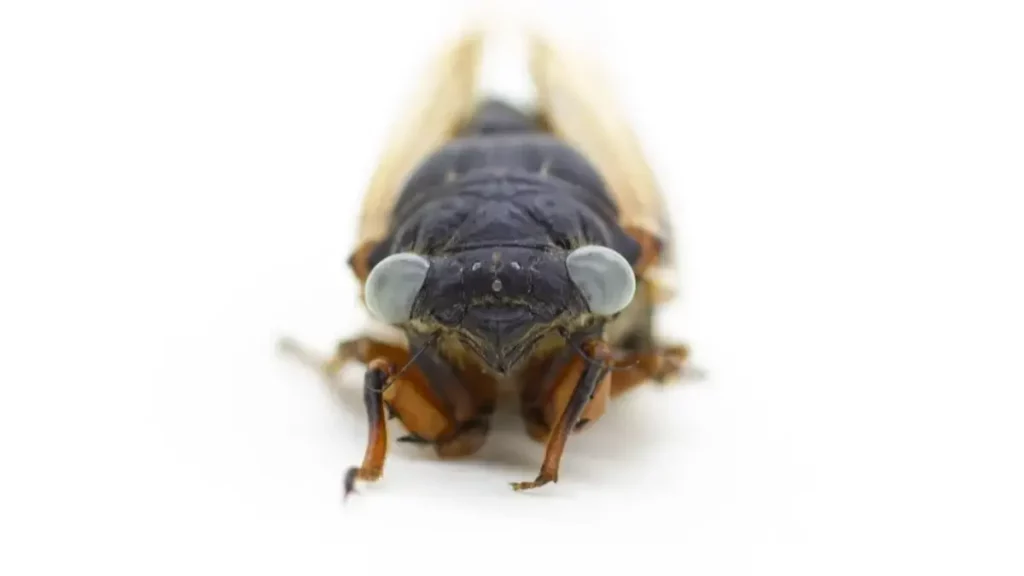 Raro inseto mutante de olhos azuis é encontrado nos EUA