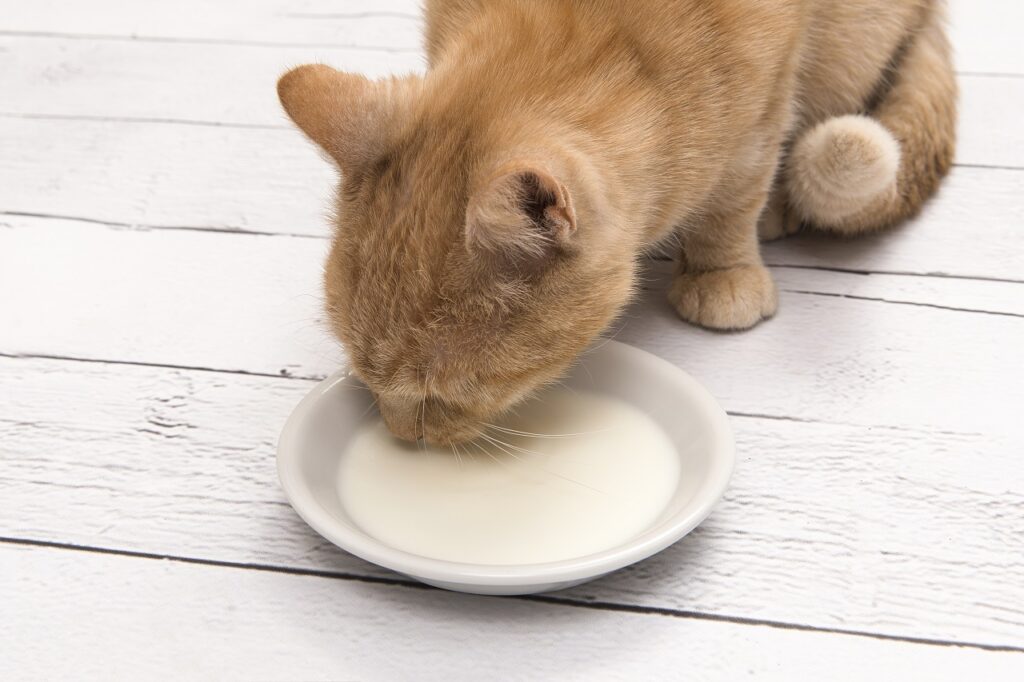 Surto de gripe aviária causa morte de gatos no Texas