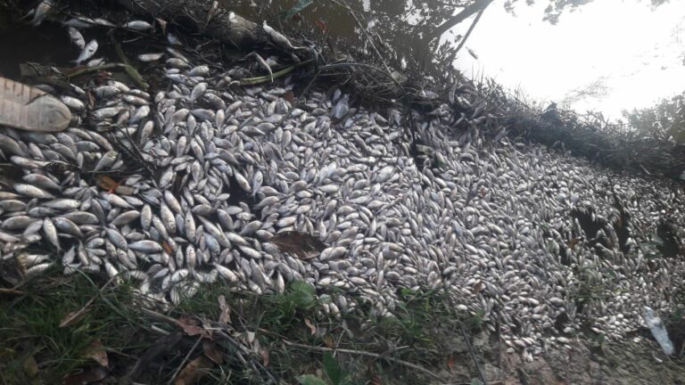 Três pessoas são presas por poluir lago e causar morte