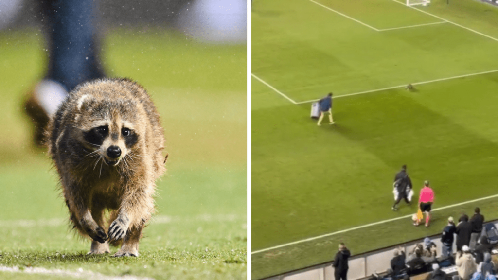 Vídeo: Guaxinim invade campo e interrompe partida de futebol nos