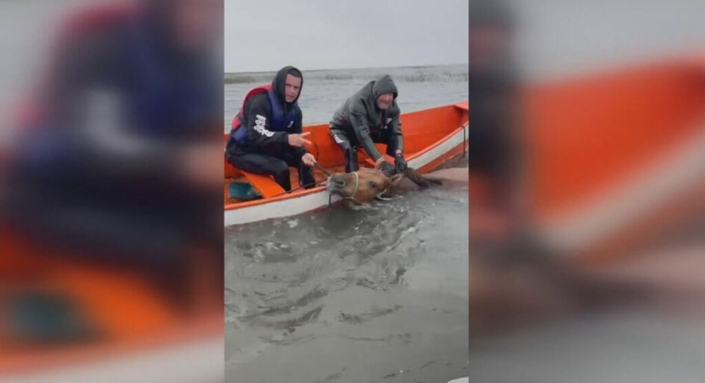 Vídeo: éguas ilhadas por mais de duas semanas são resgatadas