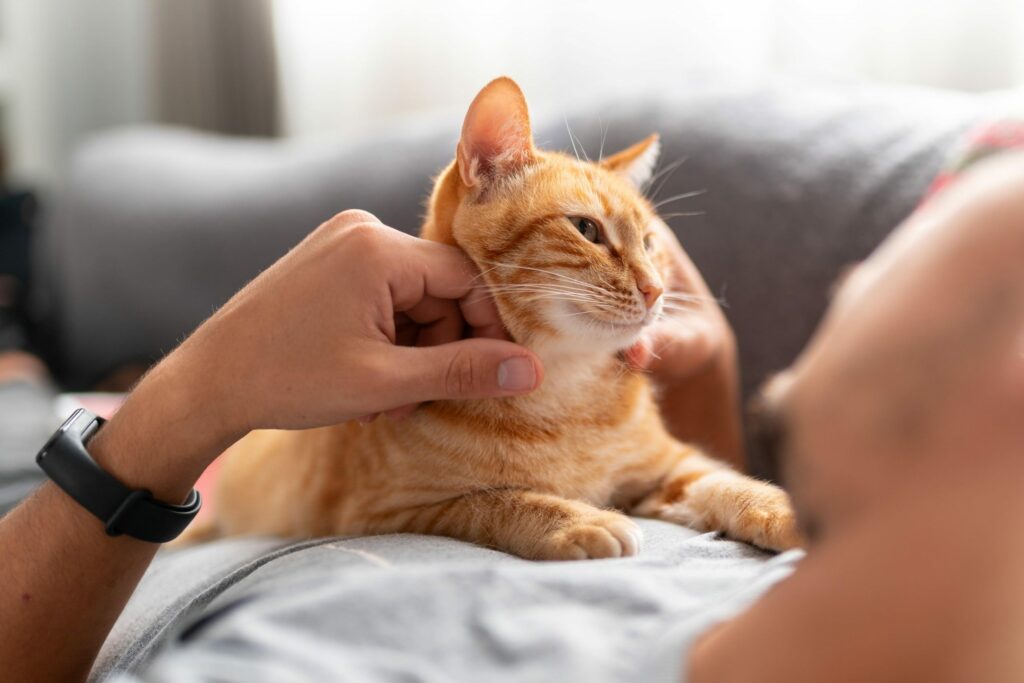 3 curiosidades científicas que vão melhorar sua relação com gatos