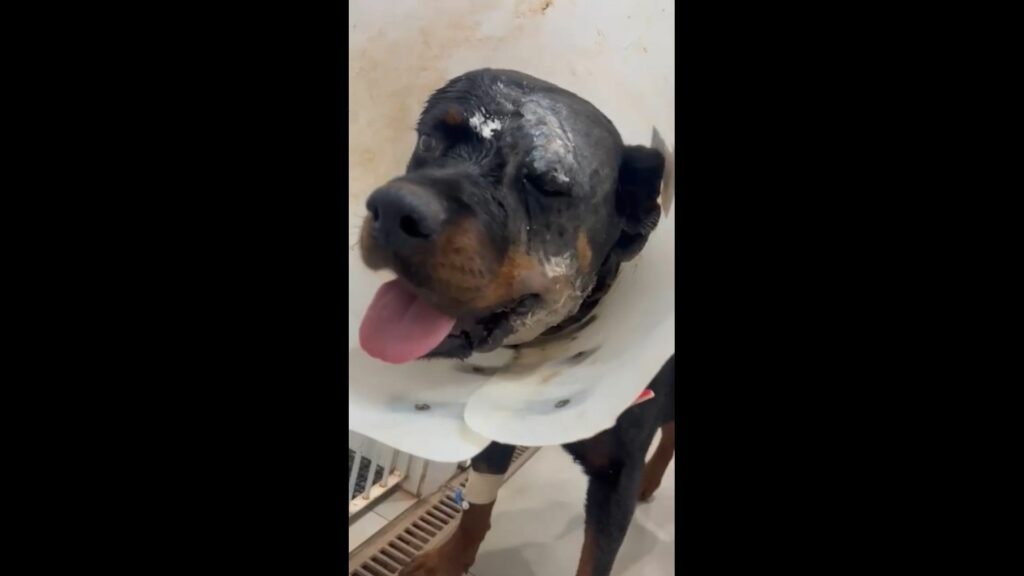 Após ataque de suposta onça, cachorra passa por cirurgia para