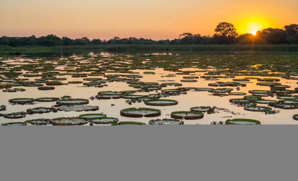 Áreas alagadas do Pantanal podem desaparecer?