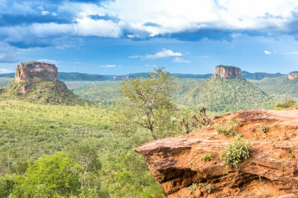 Cerrado é predominante em 124 municípios maranhenses