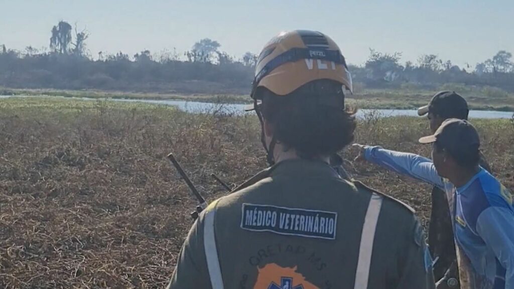 Força-tarefa resgata animais ameaçados por incêndios no Pantanal