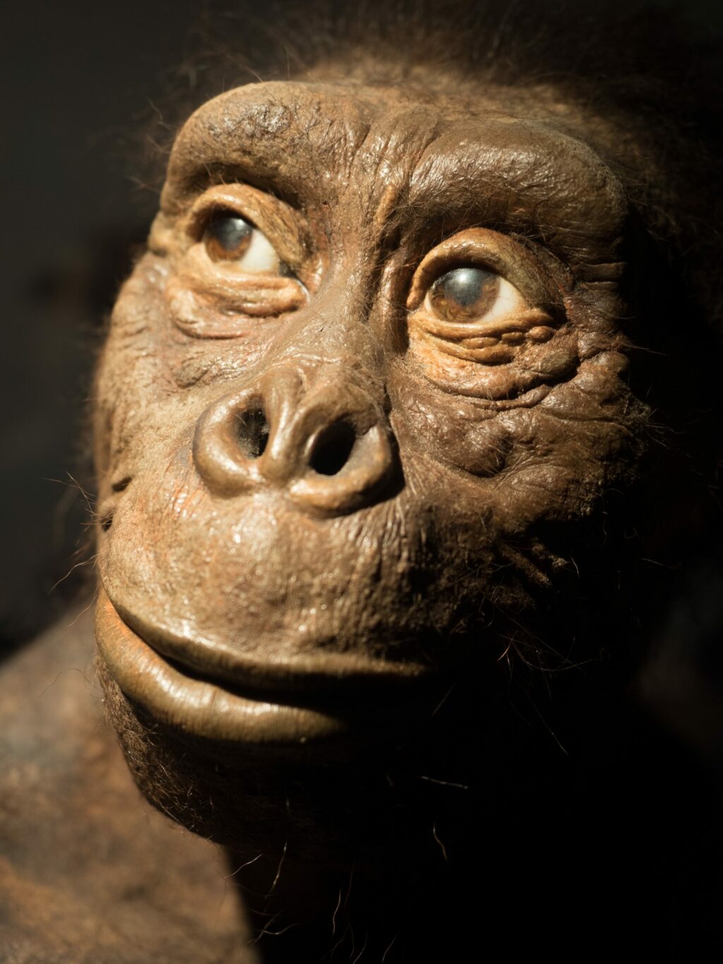 Lucy, ancestral dos humanos, pode não ter tido pelos; entenda