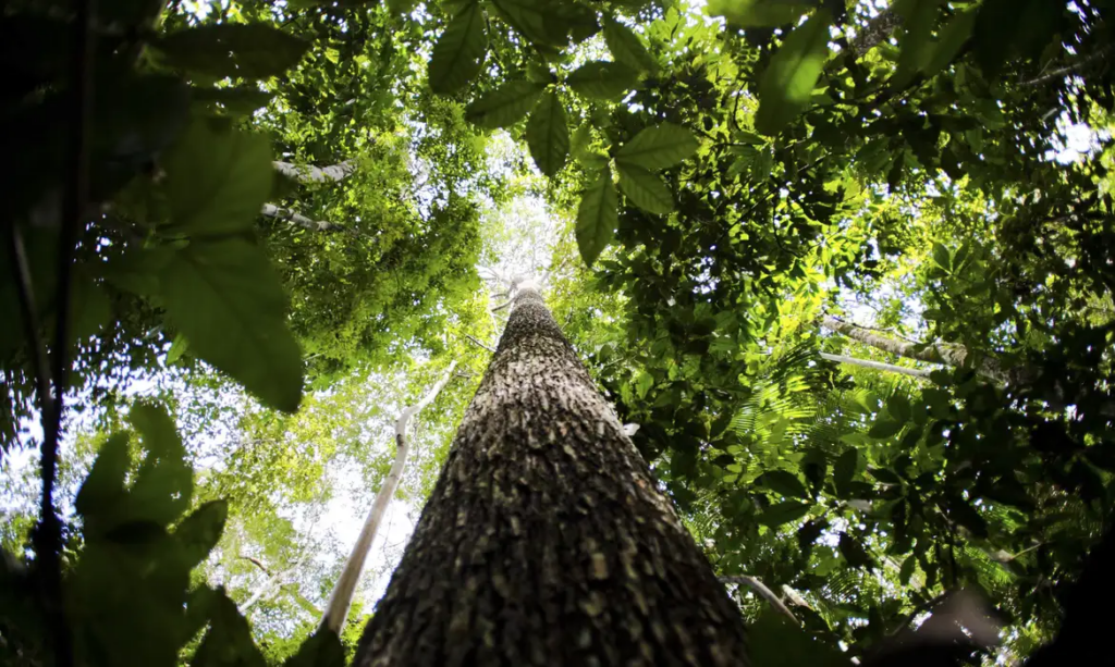 Noruega repassa mais de R$ 270 mi ao Fundo Amazônia