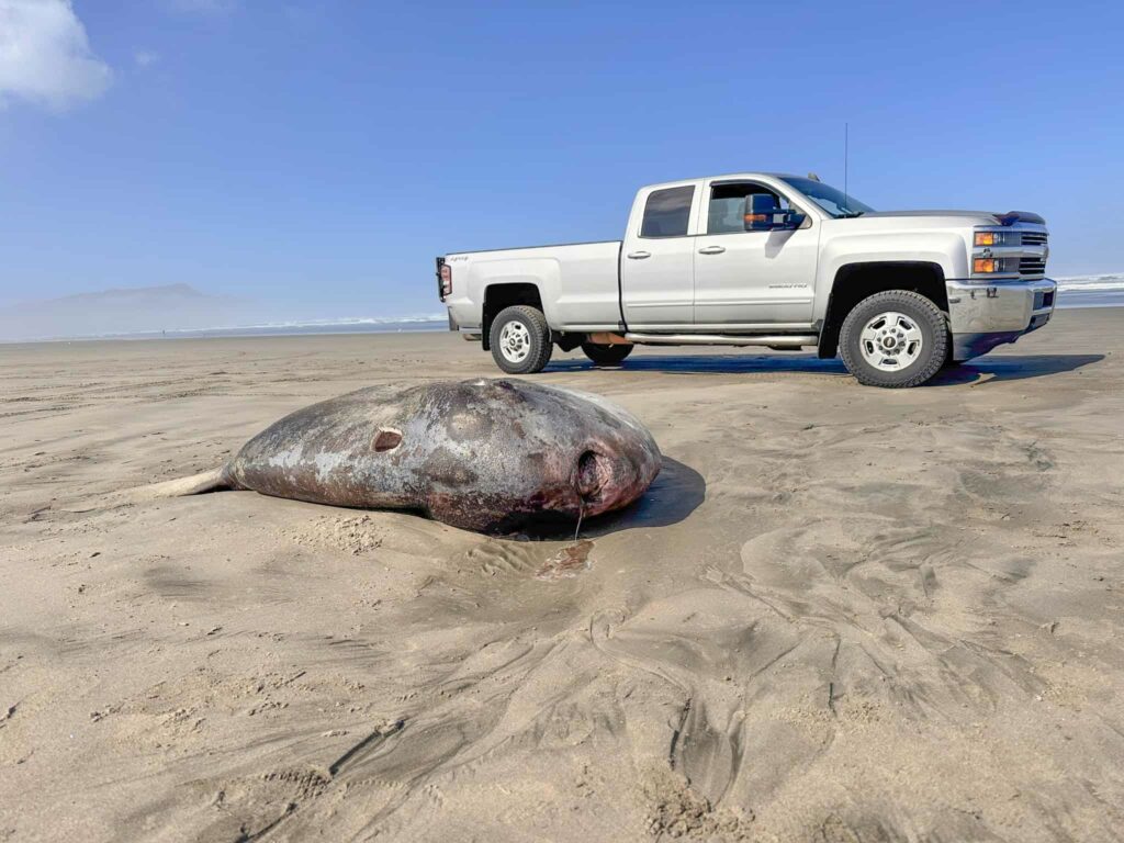 Peixe-lua bizarro de 2 metros encalha em praia nos Estados