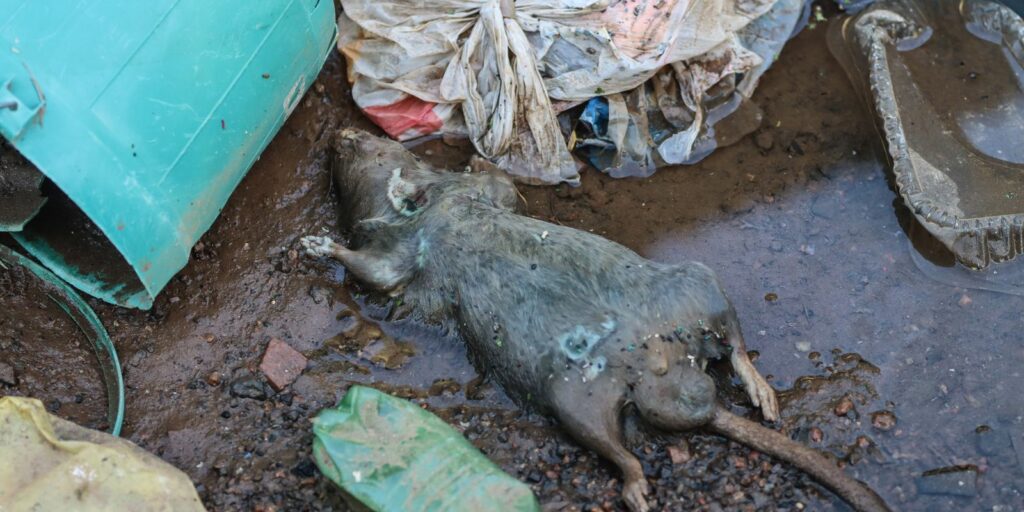 Rio Grande do Sul confirma 20ª morte por leptospirose após