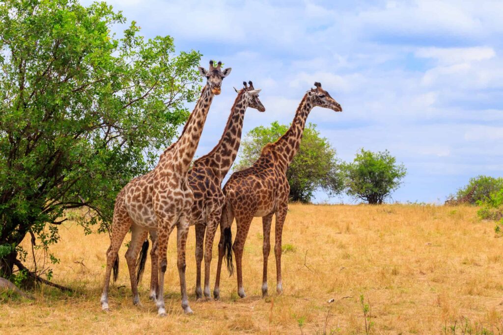 Segredo sobre o pescoço das girafas é descoberto