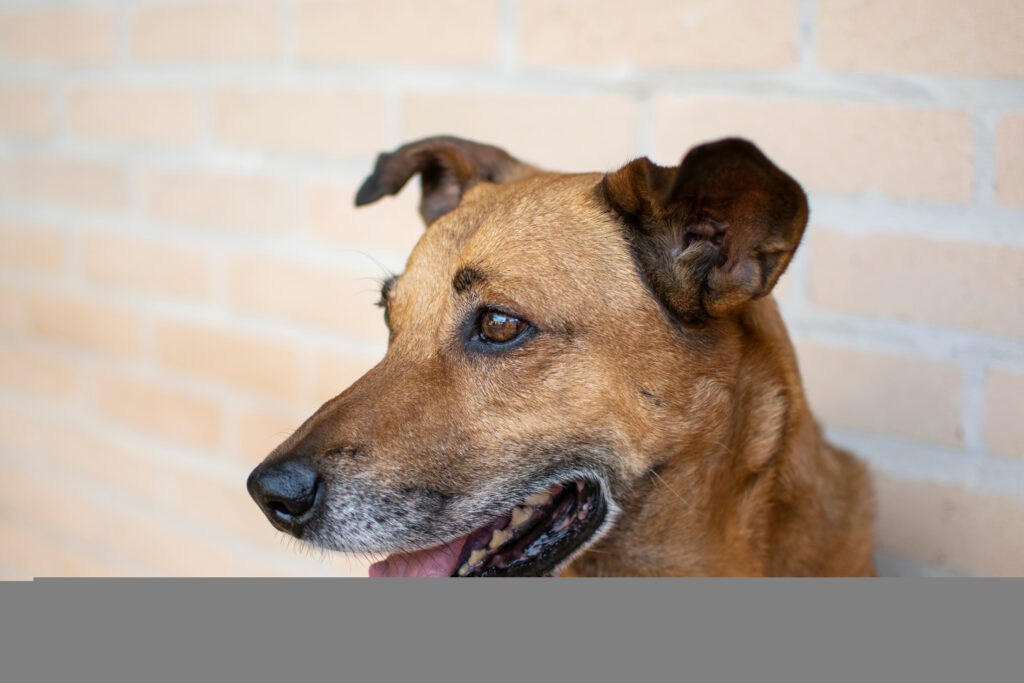 Símbolo brasileiro, cachorro caramelo vai estrelar filme da Netflix