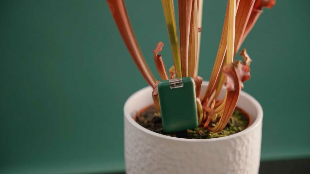 Suas plantas não vivem muito? Essa tecnologia é para você!