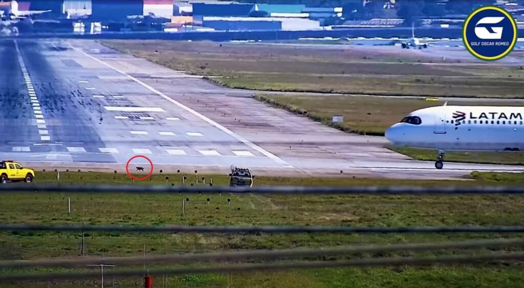 Vídeo: Cachorro invade pista do aeroporto de Guarulhos, em SP;