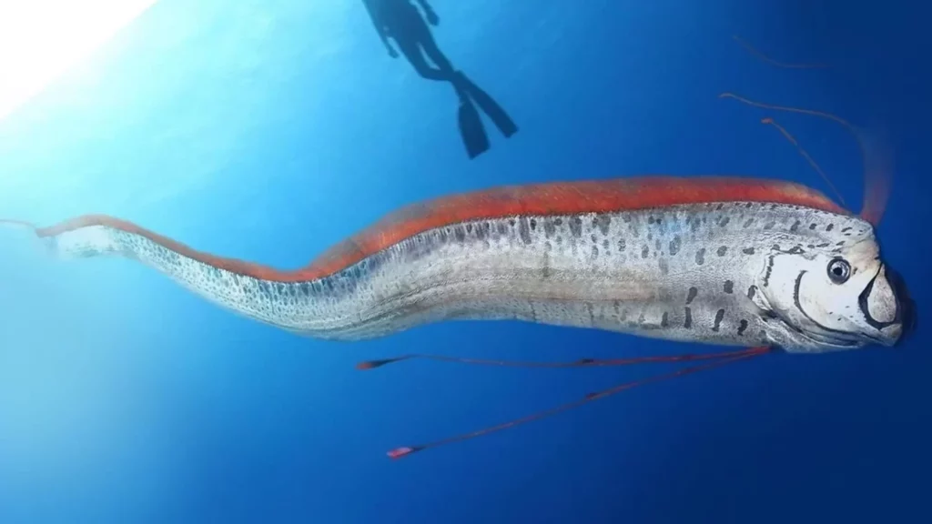 ‘Peixe do fim do mundo’ de 11 metros assusta pescadores