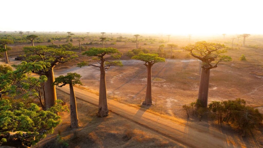 5 árvores que revelam os segredos da evolução da Terra