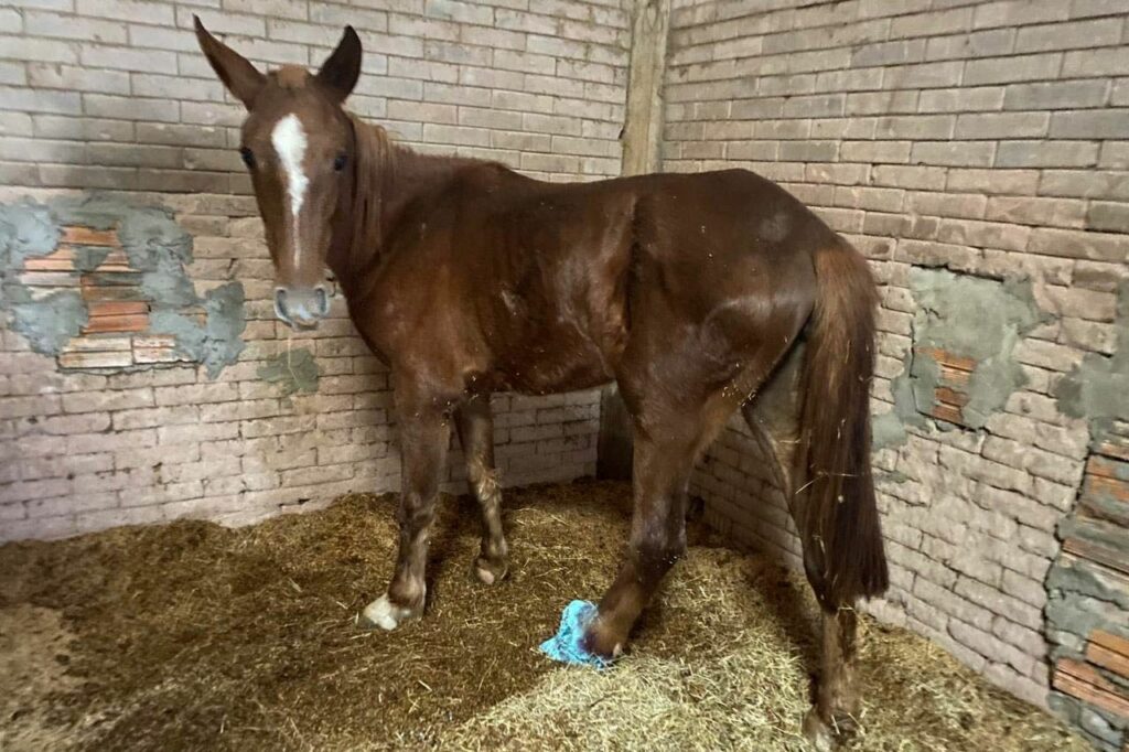 Além do Caramelo: 18 cavalos resgatados das enchentes seguem sem