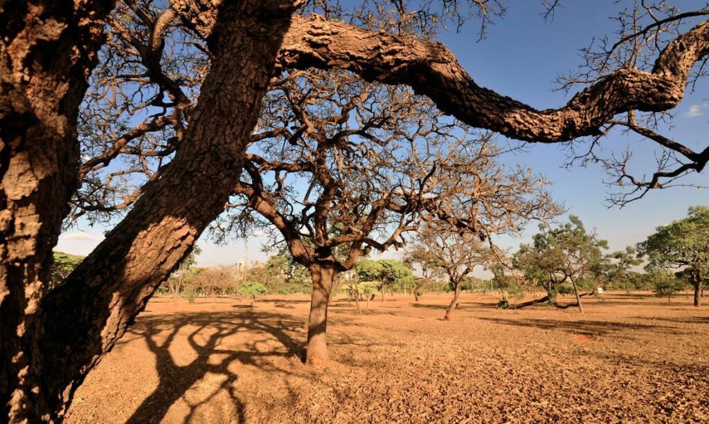 Ameaça: Brasil pode ter até 25% da vegetação nativa degradada