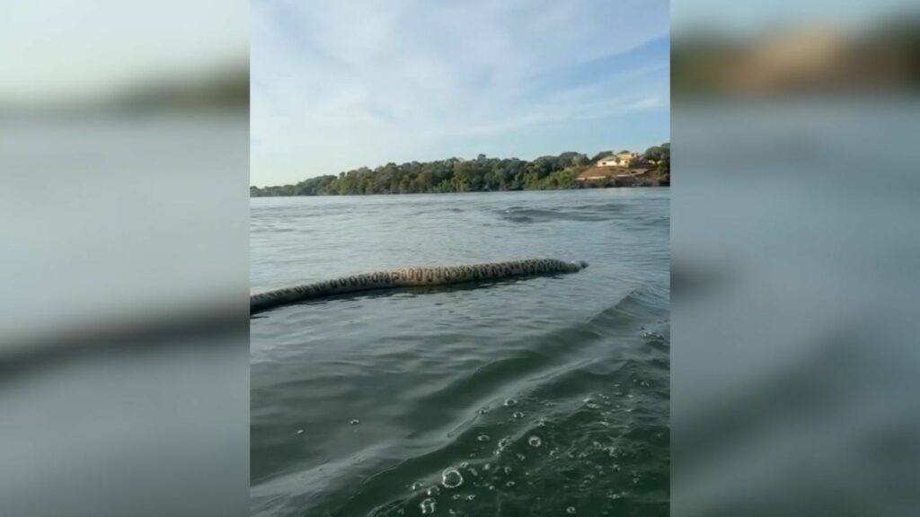 Comerciante encontra cobra gigante ao navegar em lago em Tocantins;