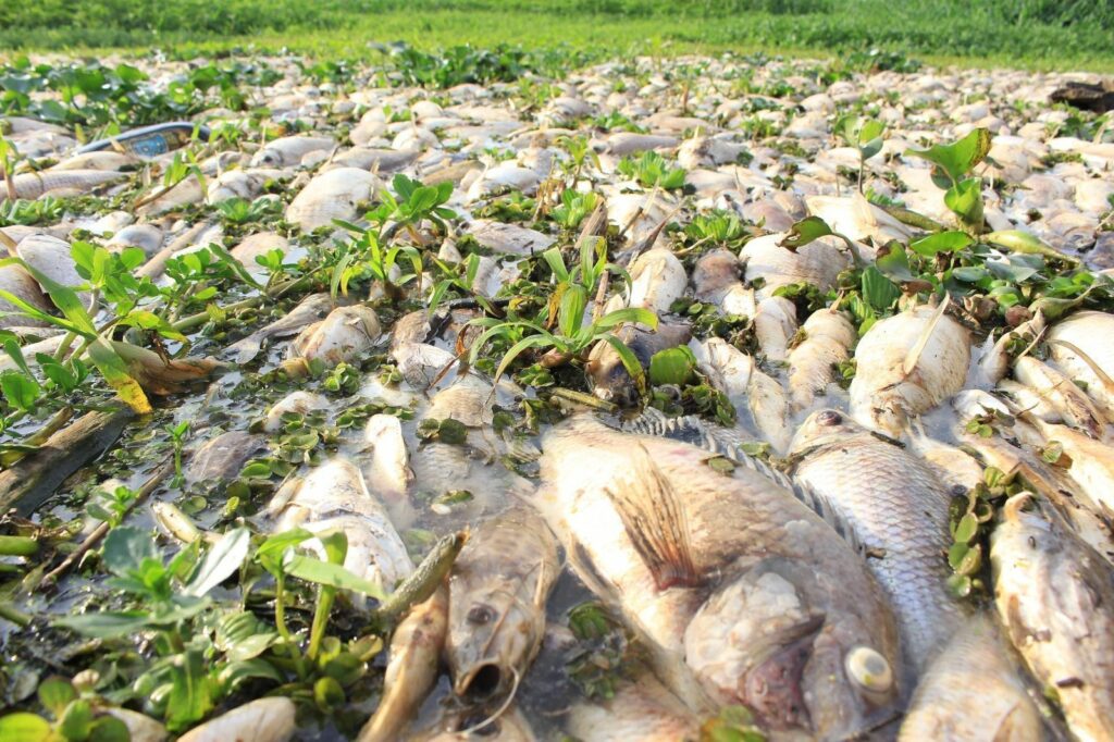 Despejo irregular industrial causa mortandade de peixes no Rio Piracicaba