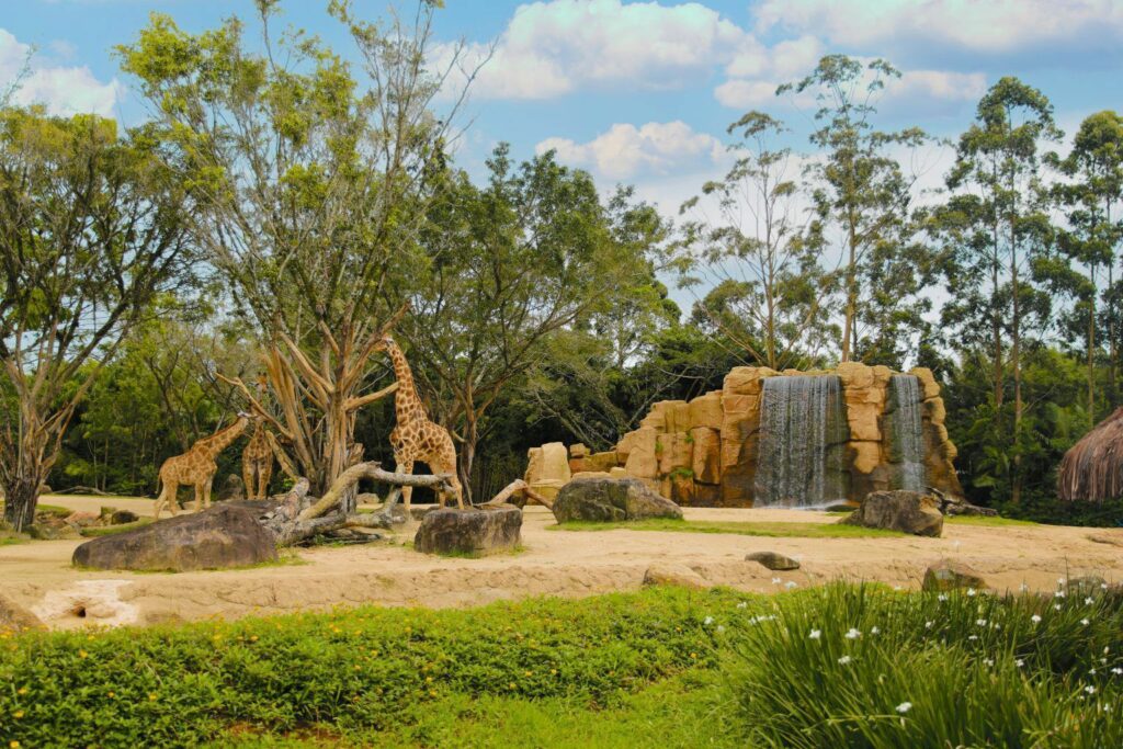 Destino dos animais de zoológico do Beto Carrero World é