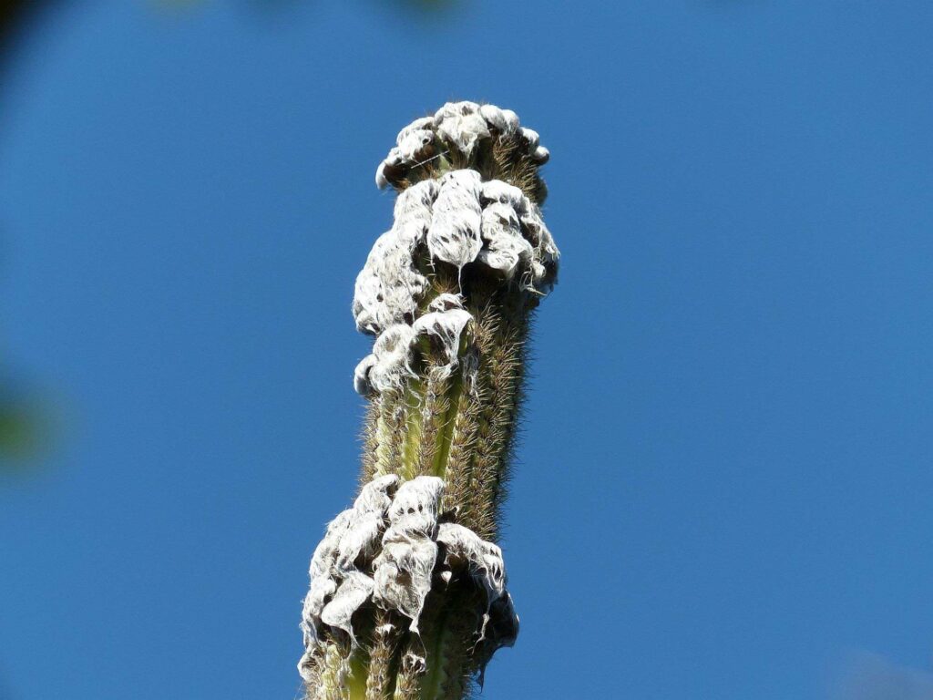 Espécie de cacto é extinta nos EUA por aumento do