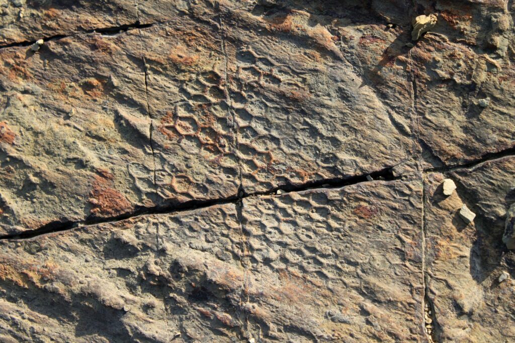 Fósseis hexagonais sem DNA têm milhões de anos — e