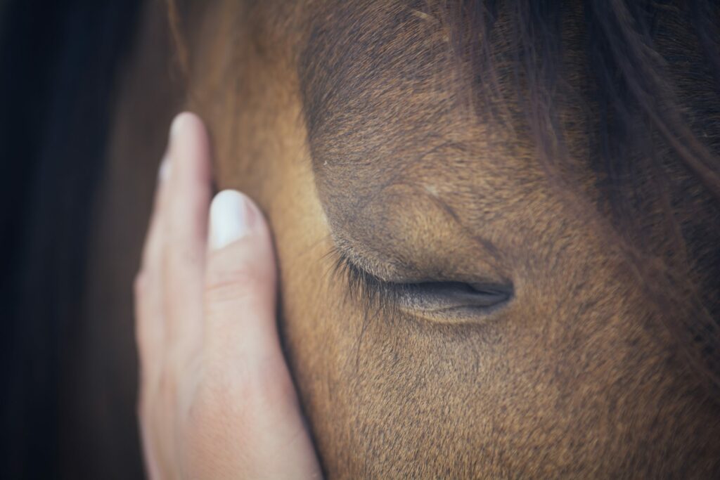 Genomas antigos revelam quando os cavalos começaram a ser domesticados