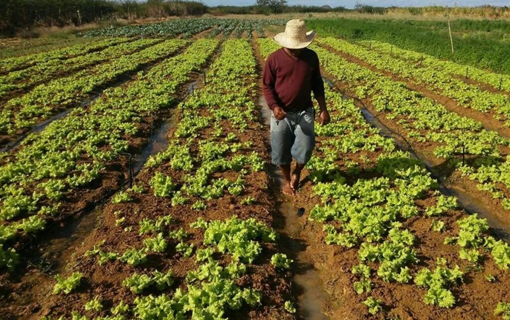 Governo lança Plano Safra nesta quarta-feira, com incentivo à produção