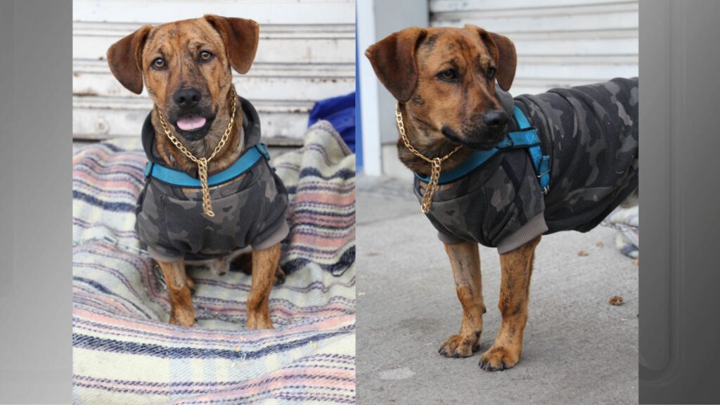 Justiça determina que cachorro recolhido seja devolvido a casal em